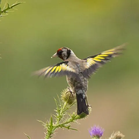 Ucurtma Szálloda 3*